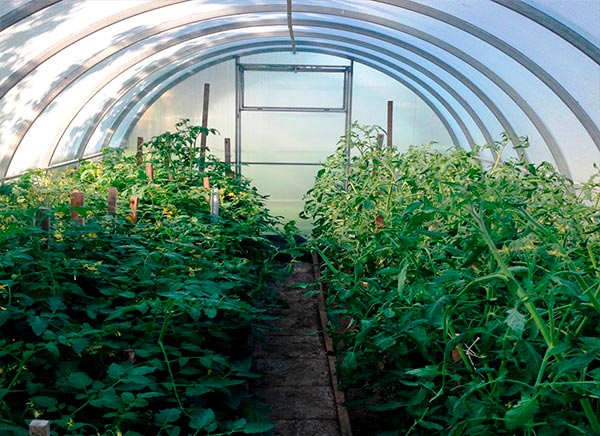 Прочная теплица Титан